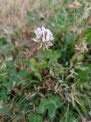 Trifolium repens