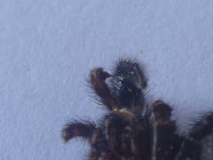 Porrhothele antipodiana