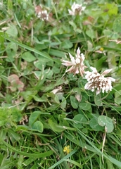 Trifolium repens