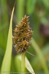 Carex stipata