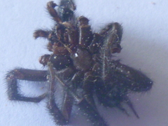 Porrhothele antipodiana