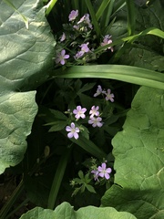 Geranium maculatum