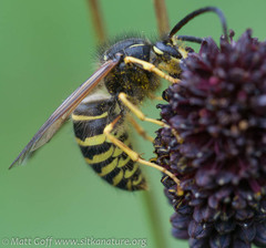 Dolichovespula norvegicoides
