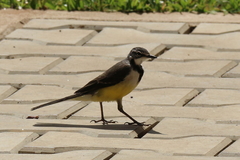Motacilla flaviventris