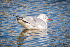 Chroicocephalus ridibundus