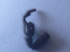 Porrhothele antipodiana