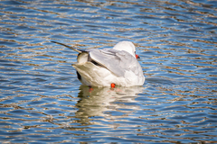 Chroicocephalus ridibundus