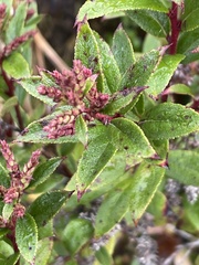 Gaultheria paniculata