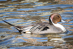 Anas acuta