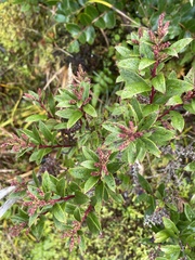 Gaultheria paniculata