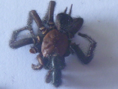 Porrhothele antipodiana