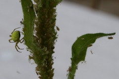 Araniella opisthographa