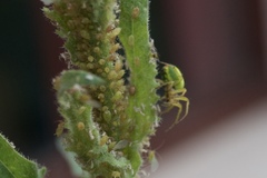 Araniella opisthographa