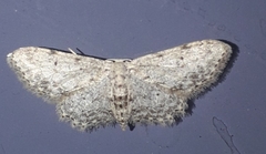 Idaea incisaria
