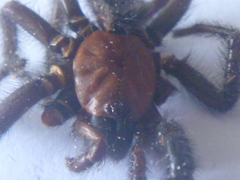 Porrhothele antipodiana