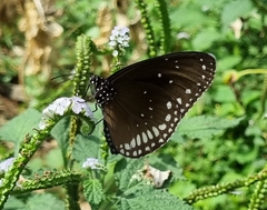 Euploea sylvester