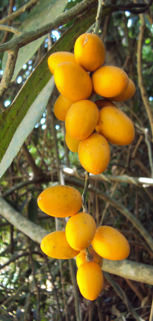 Sarcostigma