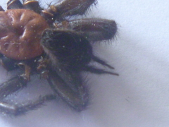 Porrhothele antipodiana