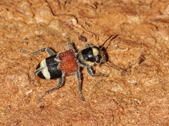 Clerus thanasimoides
