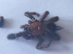 Porrhothele antipodiana