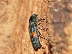 Strigoptera bimaculata