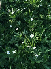 Anemonastrum canadense