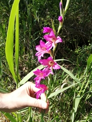 Gladiolus communis byzantinus