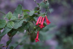 Russelia sonorensis