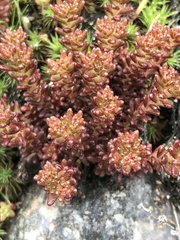 Sedum annuum