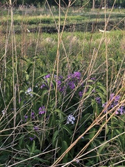 Hesperis matronalis