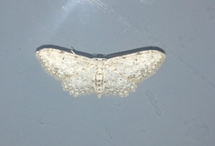 Idaea incisaria