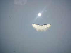Idaea incisaria