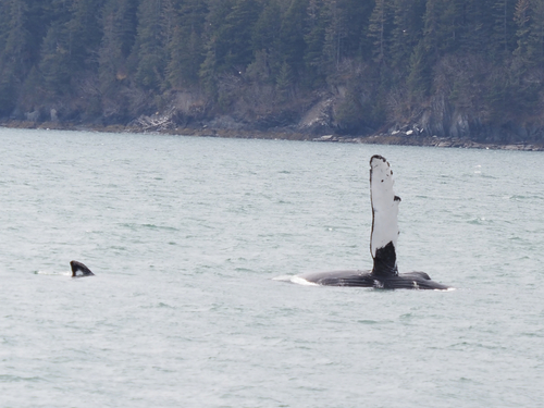 Humpback Whale photographed in Alaska