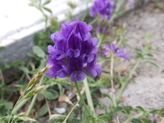 Medicago sativa
