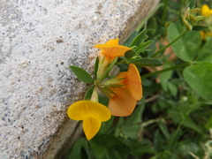 Lotus corniculatus