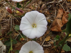 Convolvulus arvensis