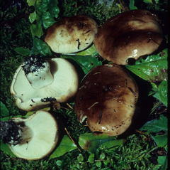 Tricholoma pessundatum image