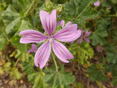 Malva sylvestris