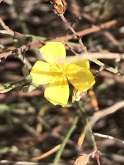 Crocanthemum aldersonii