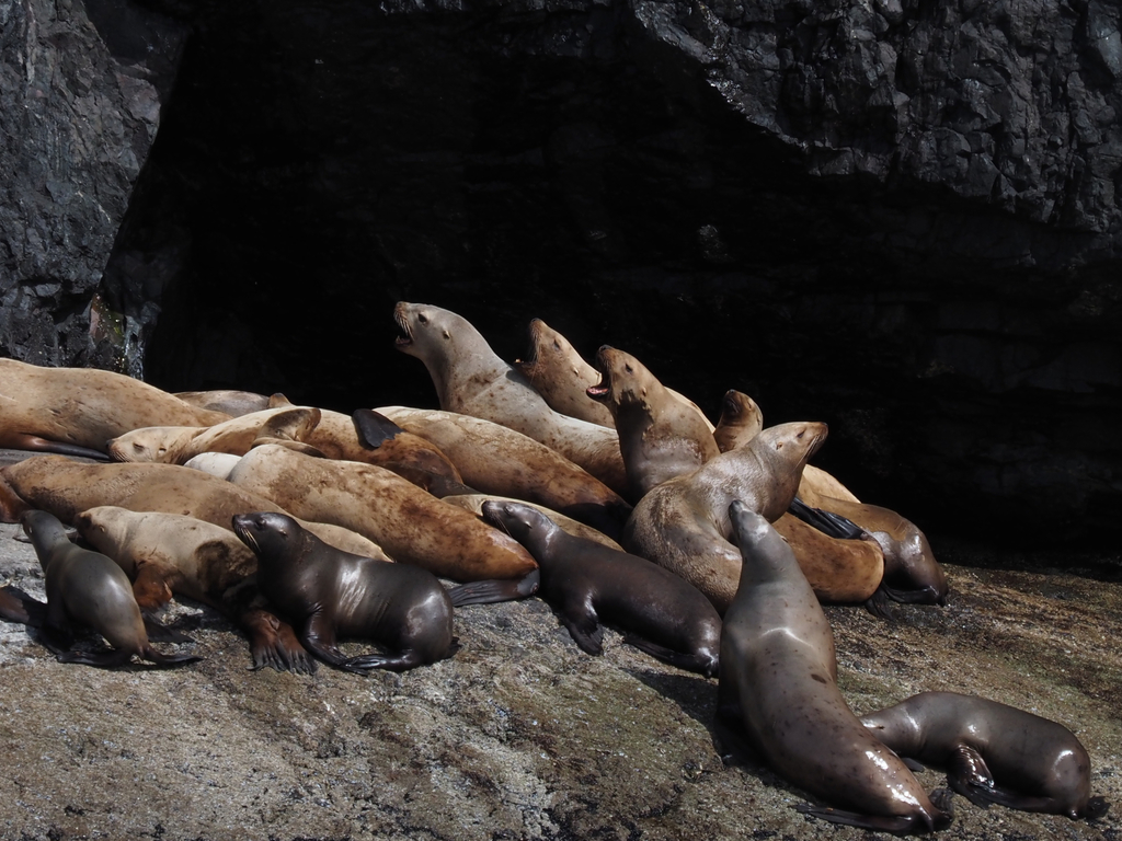 Steller sea lion in Kenai Peninsula Borough, AK, USA, iNaturalist research-grade observation
