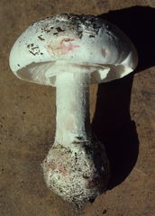 Amanita mutabilis