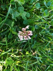 Trifolium repens