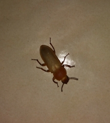 Tenebrio obscurus