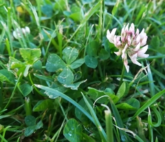 Trifolium repens