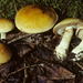 Cortinarius claricolor - Photo (c) mycowalt, some rights reserved (CC BY-SA), uploaded by mycowalt