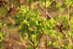 Spiraea media
