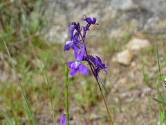 Linaria elegans