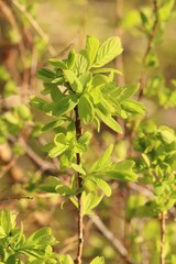 Spiraea media