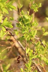 Spiraea media