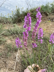 Polygala cretacea